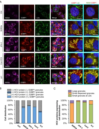 FIG 7 Colocalization of HCV NS5A protein with SGs.Huh-7.5.1 cells (as described for In vitro-transcribed control RNA (Ctrl), SGR2a, JFH-1, Con1/C3, or Jc1 chimera RNA-transfected Fig