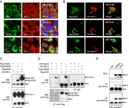 FIG 9 Interaction of IKK-Immunoprecipitation on whole-cell lysate (WCL) with anti-IKK-� with HCV nonstructural proteins