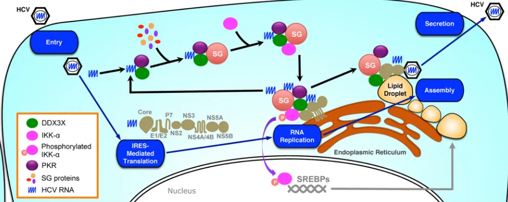 FIG 10 Proposed model for dynamic localization and association of DDX3X and IKK-replication by providing more HCV genomic RNA