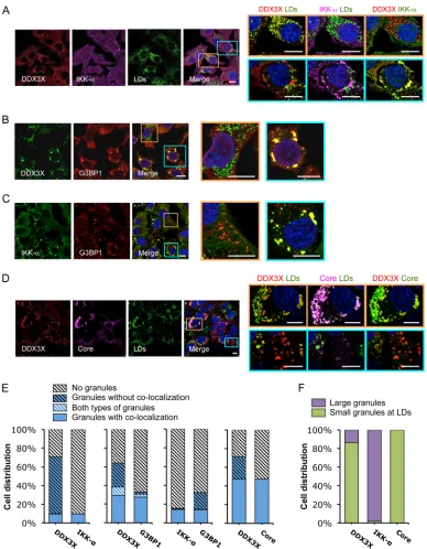 FIG 2 HCV infection induces formation of two subsets of DDX3X granular structures with distinct subcellular localizations