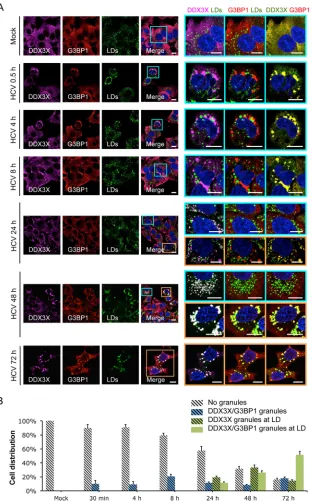 FIG 3 Dynamic shift of DDX3X subcellular localization during HCV infection. (A) Huh-7.5.1 cells were mock infected or infected with JFH-1 HCVcc for 0.5 to72 h