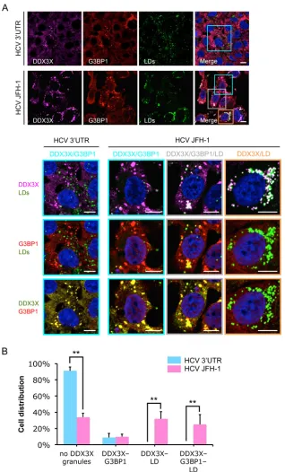 FIG 4 Different patterns of DDX3X granular structures coexist in a population of HCV-infected cells
