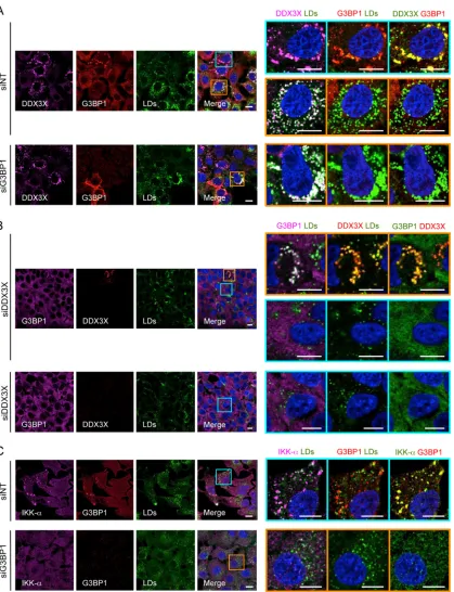 FIG 5 Effect of G3BP1 or DDX3X silencing on SG formation and DDX3X–IKK-shown in green instead of magenta