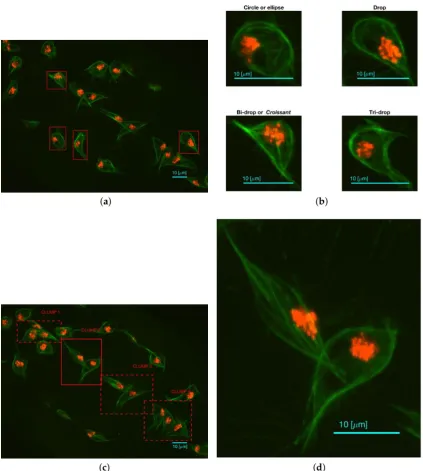 Figure 1. Two representative time frames displaying examples of cell shapes and overlapping