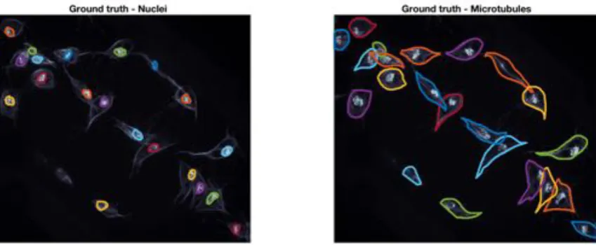 Figure 2. Example of the ground truth at a representative time frame. The ground truth for both red(nuclei) and green (microtubules) channels is shown in coloured lines