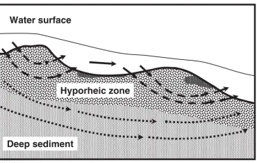 Figure 1-2. Cross section of theoretical stream hyporheic flow paths, from (Boulton, 2007) 