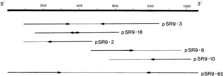 FIG.1.acidnucleotidereading Inserts of cDNA from the simian rotavirus SAlglycoprotein VP7 gene in the different clones used to obtain the complete sequence of this gene