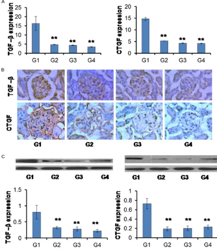 Figure 2. The effects of treatment on TGF-β and CTGF expression in DN rats. A. mRNA expression; B