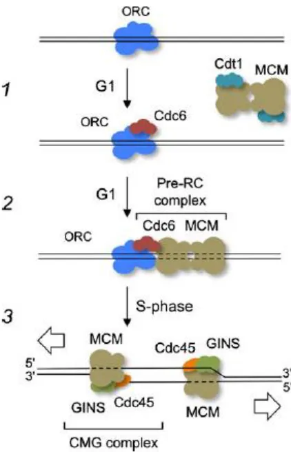 Figure I.3 – Assembly of the proteins at the replication origin. A. A simplified depiction 