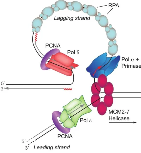 Figure I.5 Replication fork model. This is a simplified cartoon model of the eukaryotic 