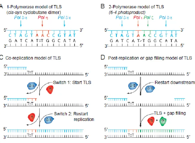 Figure I.7 – Varying models of TLS. (A) A one-polymerase model of TLS illustrated over 