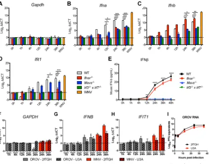 FIG 7 OROV efﬁciently induces type I IFN production and ISGs in murine but not in human cells