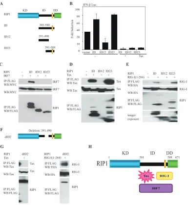 FIG 6 Tax preferentially inhibits activity of IRF7. (A, B) Schematic ﬁgures of intermediate domain of RIP1 variants (A) and IFN-examined in 293T cells using expression vector encoding FLAG-RIG-I(1-284), FLAG-RIP1 (ID, aa 301 to 588), FLAG RIP1(ID12, aa 291