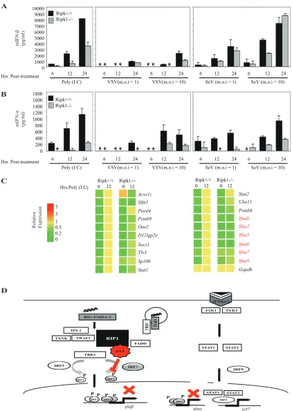 FIG 7 RIP1 is involved in the induction of IFN-RIP1stimulation with poly(I·C), VSV, or SeV at MOIs of 1 and 10
