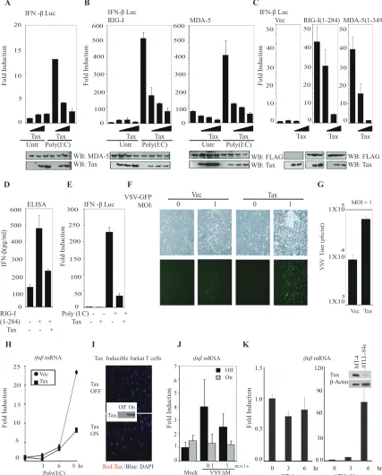 FIG 1 HTLV-1 Tax inhibits RIG-I and MDA-5 signaling. (A) An IFN-�-Luc reporter plasmid was transfected in HeLa cells with or without increasing amountsof an expression vector encoding Tax for 24 h