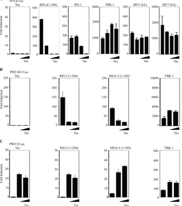 FIG 2 HTLV-1 Tax selectively inhibits IRF3/7 signaling. (A) Luciferase reporter assays were performed in 293T cells with IFN-�-luc, FLAG-RIG-I(1-284),full-length IPS-1, TRIF, TBK1, IRF3 (superactive mutant), or IRF7 (superactive mutant), with increasing am