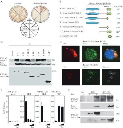 FIG 3 HTLV-1 Tax interacts with RIP1. (A)or PRD-II luciferase reporter plasmids, expression vectors encoding FLAG-TRIF, and increasing amounts of Tax