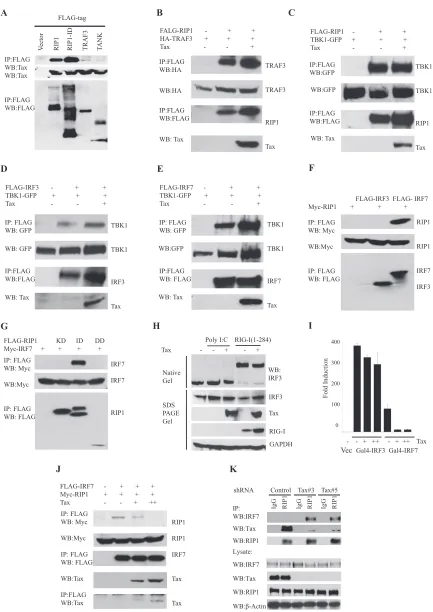 FIG 5 Tax abrogates RIP1 and IRF7 interaction. (A) Co-IP analyses were performed in 293T cells after overexpressing Tax and FLAG-RIP1, FLAG-intermediatedomain of RIP1 (aa 301 to 588), FLAG-TRAF3, or FLAG-TANK, using anti-FLAG antibody