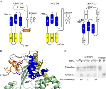 FIG 3 Domain 3 comparison with its NS3h orthologs. (A) Topology diagram ofstructure elements are numbered according to the structural alignment shown inshared with HCV and DENV NS3h is shown in blue, and the additional three Flaviviridae NS3h domain 3