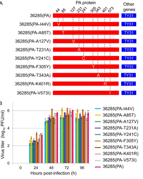 FIG 6 Comparison of the growth properties of PA avian-to-human mutantviruses in A549 cells