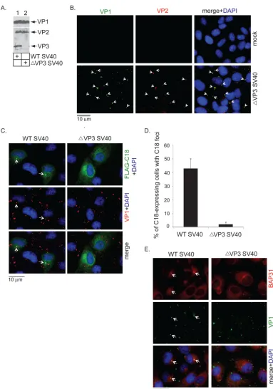 FIG 2 SV40 lacking VP3 does not induce C18 foci. (A) Puriﬁed WT SV40 andanti-VP1 antibodies, and analyzed by immunoﬂuorescence microscopy
