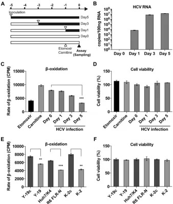 FIG 1 HCV infection attenuates lipidinfected with HCV JFH-1 at different times (MOI of 0.3 FFU/cell), so that the lipidCellular HCV RNA was measured by real-time quantitative RT-PCR