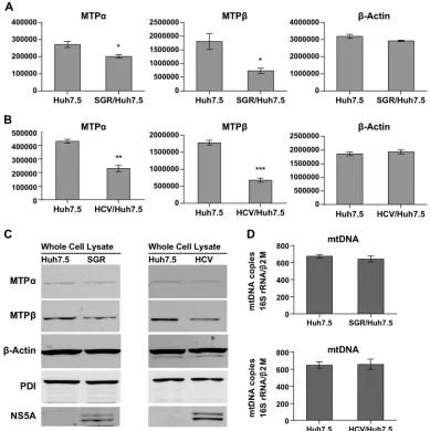 FIG 2 HCV replication causes a decrease in MTPor HCV-infected cells (Jc1 MOI of 0.05 FFU/cell, day 7 postinfection) were analyzed by Western blotting by using conjugated infrared secondary antibodies