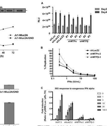 FIG 6 MTP protein depletion leads to suppression of the type I IFN response.MTP depletion does not directly affect HCV replication but suppresses thetype I IFN response