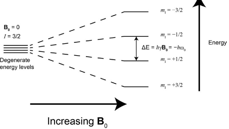 Figure 1.2.  Quantization of the nuclear spin angular momentum for I = 3/2 nucleus in the presence of a magnetic field