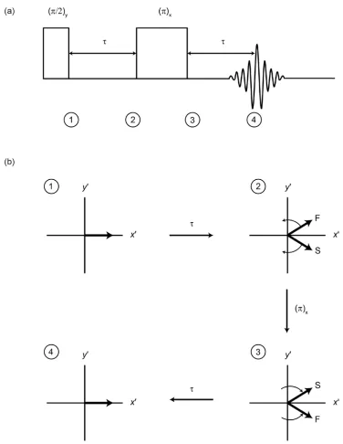 Figure 1.12.  (a) A schematic representation of the Hahn echo pulse sequence and (b) a vector model illustrating the refocusing of two representative spins