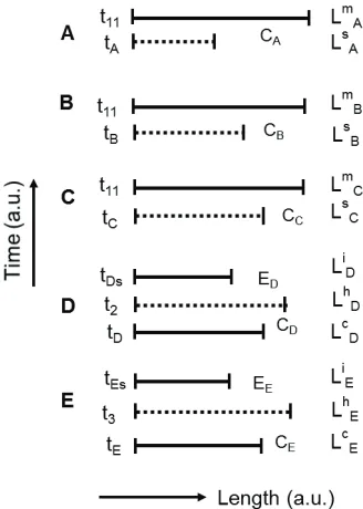 FIGURE 3. The one-dimensional representation of the change of dimension with time during heating and cooling process where the notations for time are taken from the Figure 2