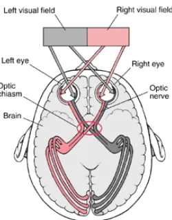 Figure 7.  Diagram of the visual pathway to the LGN. 
