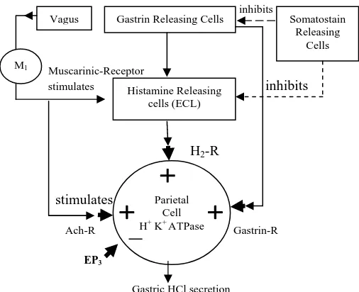 Fig. 1: Mechanism involved in regulation of gastric acid secretion by the parietal cellsEnterochromaffin like cells, Ach = Acetylcholine, H R= Receptors, EP3= PG receptor for PGE2, M1= Muscarinic receptor, ECL=  = Histamine 