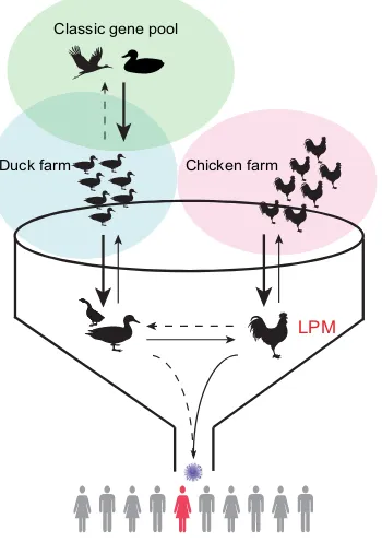 FIG 5 The current ecosystem of avian inﬂuenza viruses in China. The diver-sity of avian inﬂuenza viruses is maintained primarily in the classic gene poolviruses of wild waterfowl (green circle)