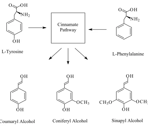 Figure 1-4. Lignin biosynthesis II – the cinnamate pathway  