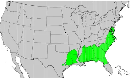 Figure 4.1. Native range of loblolly pine (Little 2006).