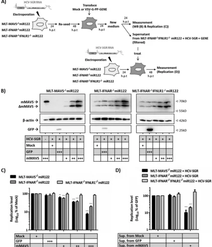 FIG 7 mMAVS-dependent secreted type I and III IFNs cooperatively restrict HCV replication in mouse liver cells