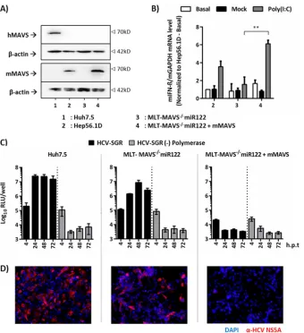 FIG 1 mMAVS suppresses HCV replication in transfected mouse liver-derived tumor (MLT) cells