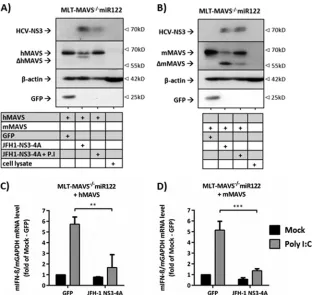 FIG 2 Comparison HCV NS3-4A-dependent cleavage of and interference with hMAVS and mMAVS in mouse cells