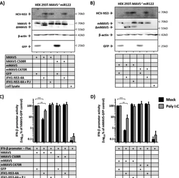 FIG 3 Comparison HCV NS3-4A-dependent cleavage of and interference with hMAVS and mMAVS in human cells