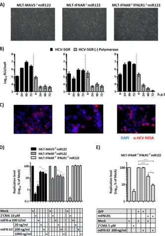 FIG 6 Regulation of HCV-SGR replication in mouse cells by mouse type III IFNs. (A) Phenotypic appearances of all MLT cells
