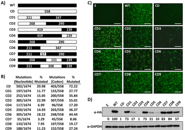 FIG 1 Characterization of CD LCMV NP chimeras. (A) Schematic representation of LCMV NPusing an anti-HA mouse monoclonal antibody