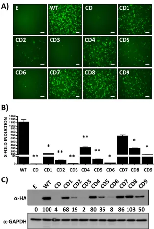 FIG 2 Functional characterization of LCMV NPCypridinaGluc (B) expression. Representative images of three independent transfections are shown
