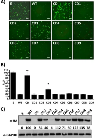 FIG 3 Inhibition of IFN-� promoter activation by LCMV NPCD chimeras. Human 293T cells were transiently cotransfected with the indicated pCAGGS LCMVNPCD expression plasmids, along with pIFN�-GFP/CAT and pIFN�-Fluc, and an SV40-driven Renilla luciferase plas