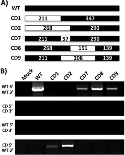 FIG 4 Conﬁrmation of rLCMV/NPcollected and rLCM viruses were characterized by RT-PCR using the indicatedby black boxes