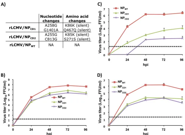 FIG 6 Genetic and phenotypic stability of rLCMV NP(P10)-infected Vero cells was extracted and used for RT-PCR of LCMV NP