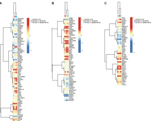 FIG 4 Heat map of IFN-ﬁltered genes differentially expressed in human monocytes infected with NYVAC-C, NYVAC-C-downregulation of 1.3-fold and an adjustedfold changes are expressed on a logsigniﬁcantly expressed in at least one contrast following an analysi