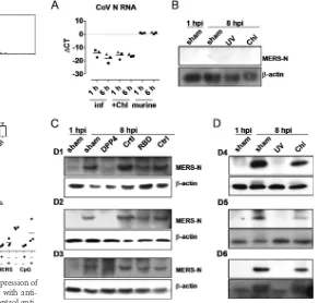 FIG 4 CD26 expression and functionality of human pDCs. (A) Expression ofMERS-CoV receptor DPP4 on human pDCs