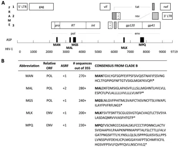 FIG 1 Sequences and localization of putative antisense proteins (ASP) in the HIV genome