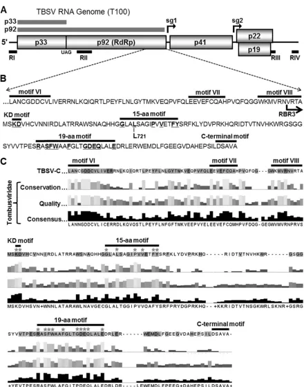 FIG 1 TBSV genome and C-proximal region of p92. (A) Schematic representation of the TBSV RNA genome with coding regions represented by boxes with themolecular masses (in kDa) of proteins indicated